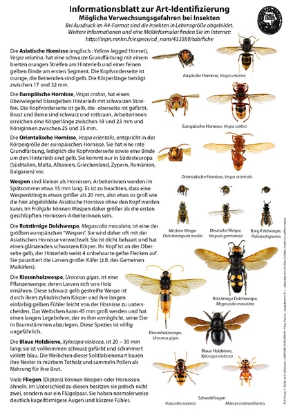 Datei:Identifizierungvespavelutina.pdf