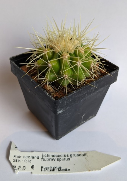 Datei:Echinocactusgrusonii.jpg