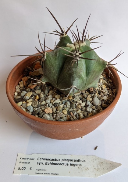Datei:Echinocactusplatyacanthus.jpg